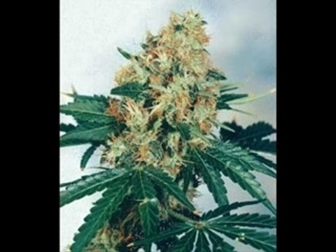 aracheur de keus 77kail