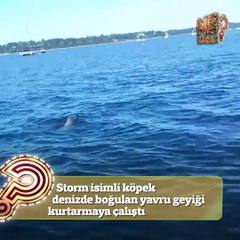 Boğulmakta olan yavru geyiği bir köpek kurtardı
