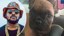 United Airlines salah kirim anjing milik rapper Schoolboy Q - Tomonews