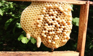 Le biomimétisme selon Idriss Aberkane #23 : la guerre en essaim