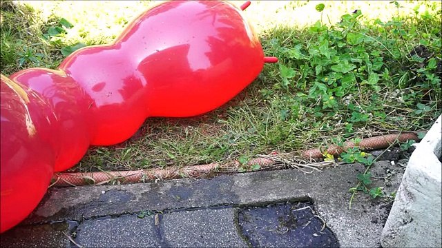 Giant Worm wet balloons pop under car - Learn Colours balloon for children Finger Family Compilation