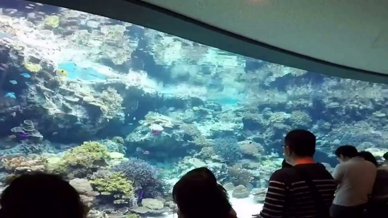 the aquarium