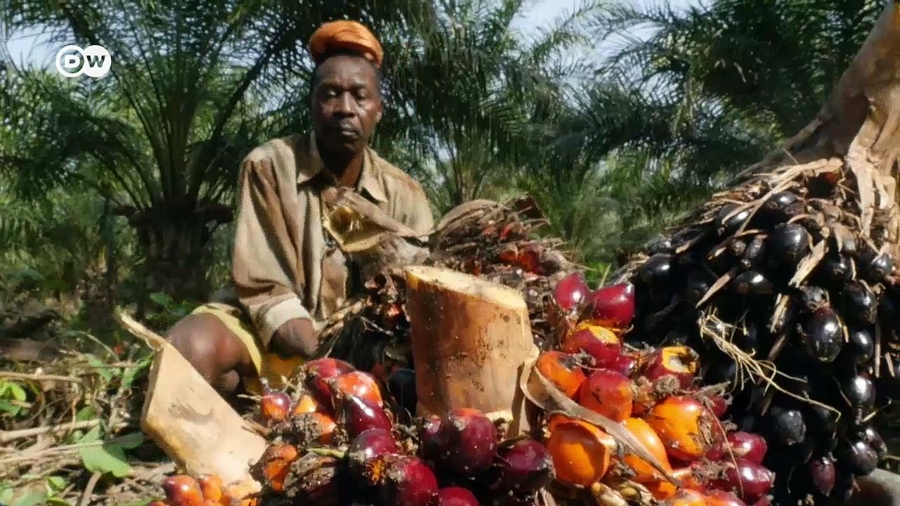 Faires Palmöl aus Sierra Leone | DW English