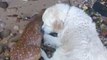 Un chien sauve un faon de la noyade (Long Island)