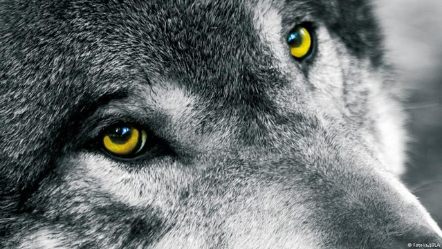 Por que a maioria dos animais tem dois olhos?
