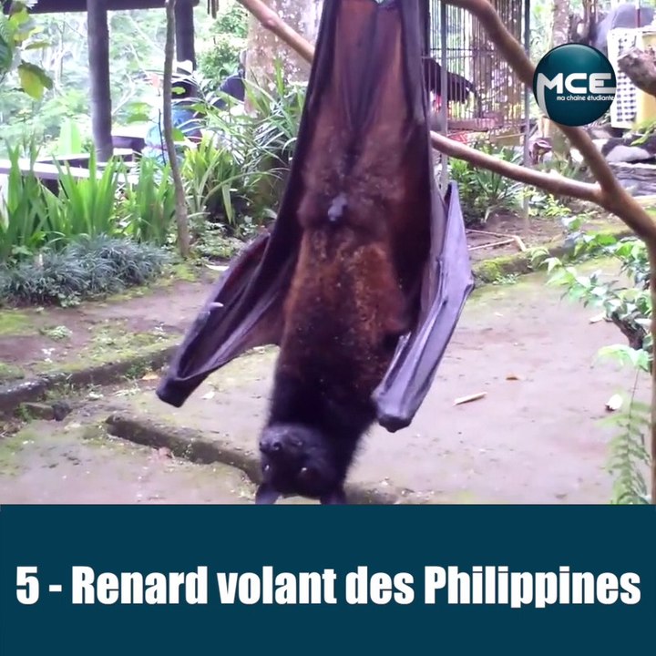 Top 10 des animaux terrifiants les plus gros au monde !