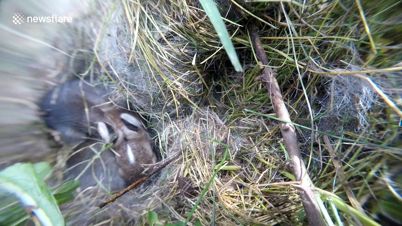 Trail cam catches raccoon eating baby rabbits video Dailymotion