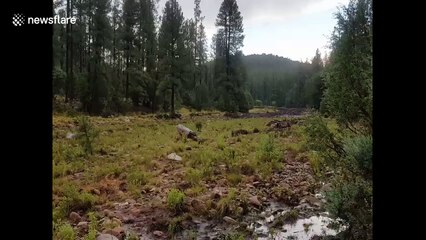 Heavy rainstorm causes flash flooding in Arizona