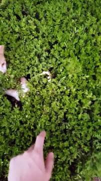 La partie de Cache-cache avec des chatons