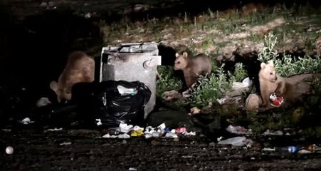 Aç Kalan Ayılar Çöp Konteynerlerini Mesken Tuttu