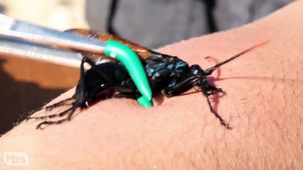 Coyote Peterson Has Been Stung By The Most Dangerous Insects On The Planet CONAN on TBS
