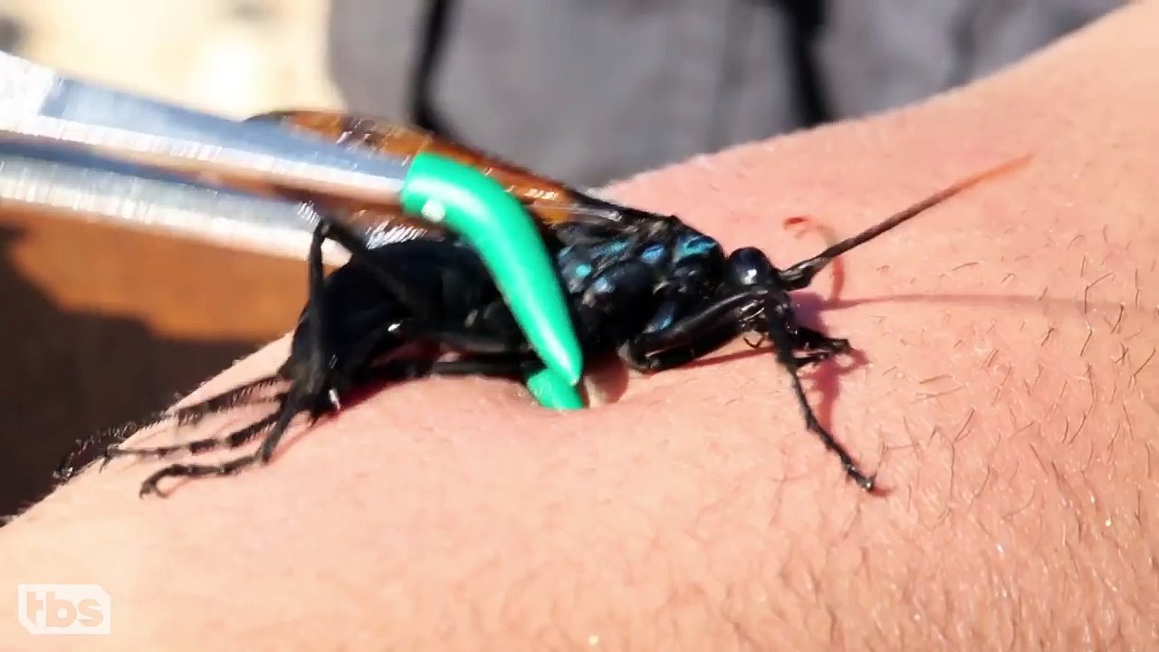Coyote Peterson Has Been Stung By The Most Dangerous Insects On The Planet CONAN on TBS