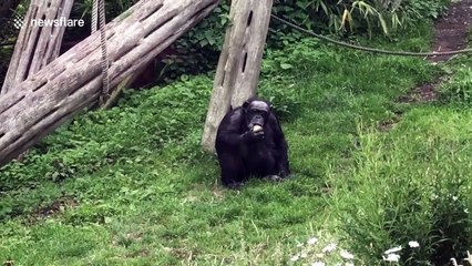 Chimpanzee eats ice lolly to stay cool