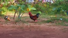 Amazing Football player Ever. Chicken playing