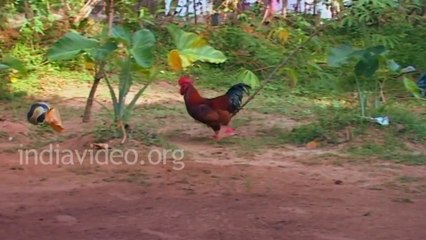 Amazing Football player Ever. Chicken playing