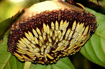 Apoica - Loài vật giết chúa nếu đẻ nhiều