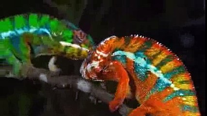 Moment of Impact 2: Jungle (Nature Documentary)