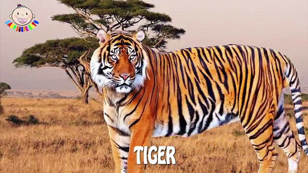 Learn Wild Animals Names and Sounds Educational Video for Kids Toddlers Preschoolers
