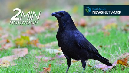Clever crows, a rare Javan rhino & confused big cats