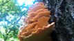 Chicken of the Woods - Wild Mushrooms - a step by step recipe with ITV Game Chef Mike Robi