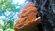 Chicken of the Woods - Wild Mushrooms - a step by step recipe with ITV Game Chef Mike Robi