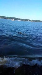 Un chien sauve un faon de la noyade