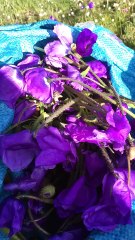 Ramassage de plantes médicinale a 5000m au Tibet