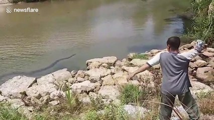 20ft python caught in Malaysia