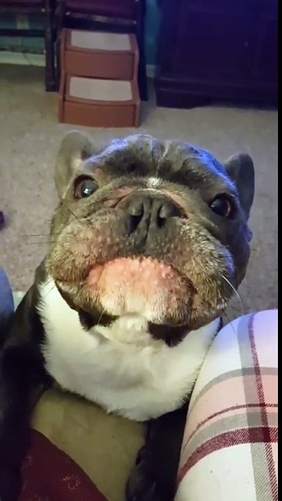 Un chien se prend pour un pilote