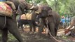 Forest department captures wild elephant that disturbs traffic, Kodagu