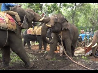 Forest department captures wild elephant that disturbs traffic, Kodagu