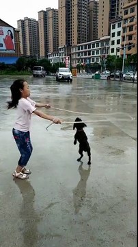 Ce chien s'amuse drôlement avec son maître