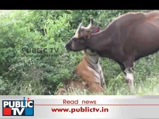 Bandipur National Park: Tiger Vs Buffalo Real Fight