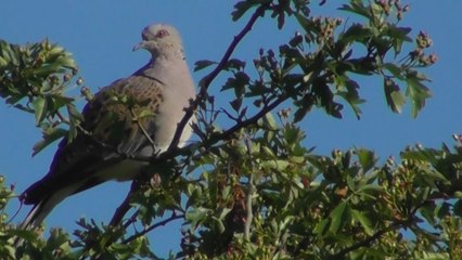 Sortie à l'ancien Aéroport de Saint Brieuc 1er Juin 2017