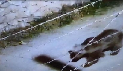 Şehre ayı indi: Belediye vatandaşları uyardı