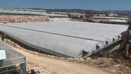 Domateslerde Ilaç Kalıntısı Yok"