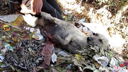 Dog whose stomach was split open makes incredible recovery