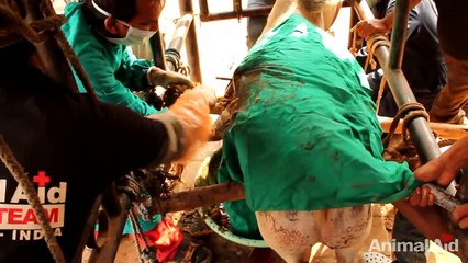 20 kgs (45 pounds) of plastic removed from bull's stomach in India