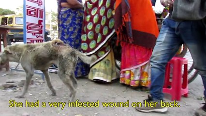 A very old, confused dog with terrible wound rescued