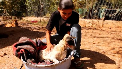 Abused dog rescued just in time, now she's safe forever.