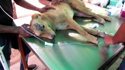 Adorable injured dog wags tail when he sees his rescuers