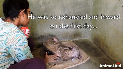 Amazing transformation of sick dog who had given up hope