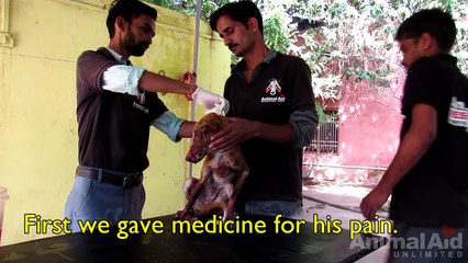 Brutally injured puppy DEFIES ALL ODDS--Watch his astounding transformation