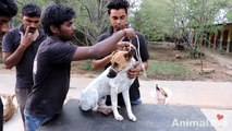 Dog rescued with wire cutting through his leg