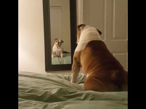 English Bulldog Is Quite Confused by His Own Reflection