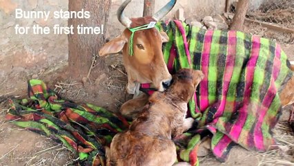 Newborn calf's first steps & first time playing