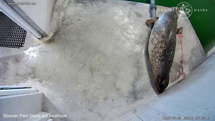 Pairi Daiza: naissance de deux phoques
