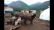 Un élevage de mini-ânes dans les Alpes de Hautes-Provence