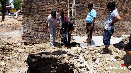 Street dog rescued from pit at construction site