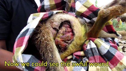 The paralysed dog who never gave up. Sydney's amazing rescue story.